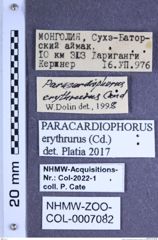 Etiketten zu Paracardiophorus erythrurus (Candèze, 1881) (NHMW-ZOO-COL-0007082)